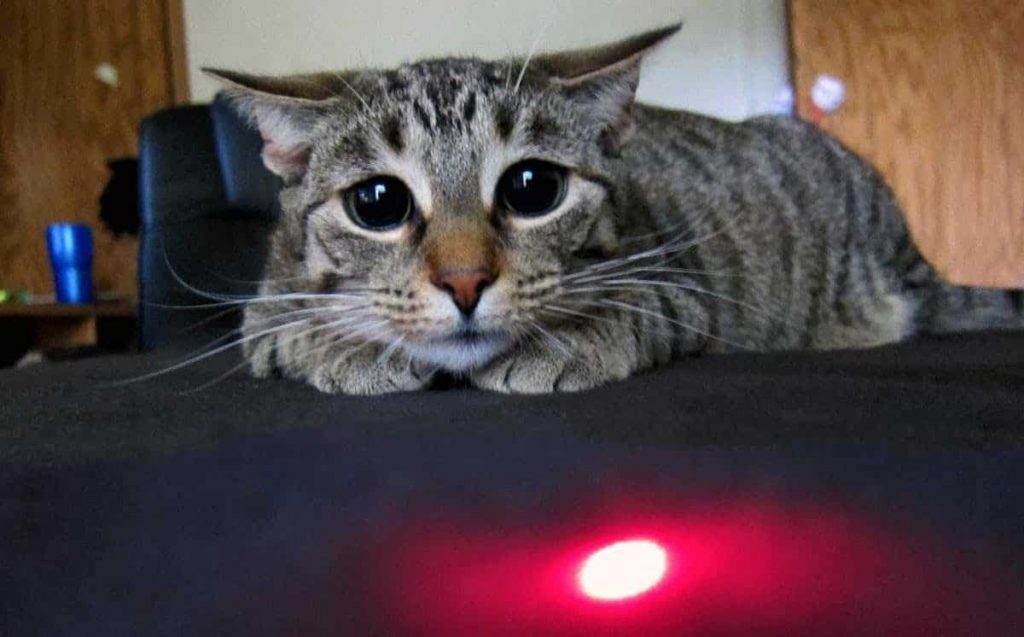 Лазерная указка – не игрушка для кошки