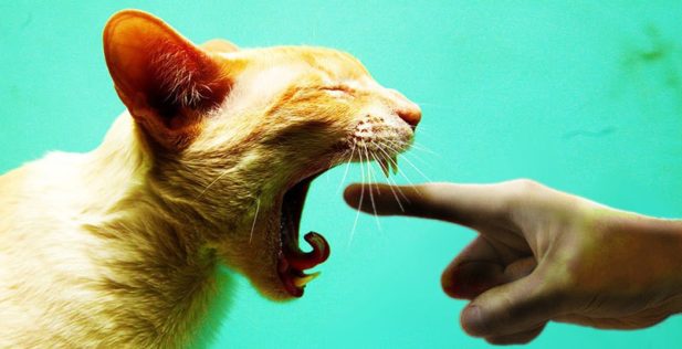 20 странных вещей, которые делают владельцы котов