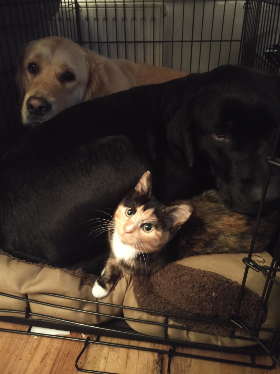 Две собаки пытаются покорить сердце юной кошечки и стать её телохранителями