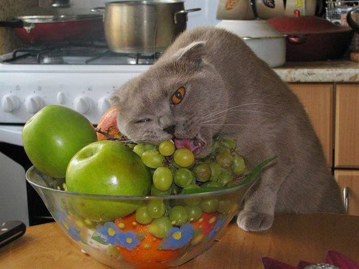 15 целеустремленных котов, которые готовы на всё во имя вкусностей