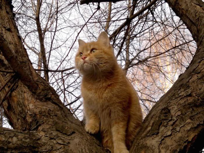 20 фото котов, которые приглядывают за нами из укрытия