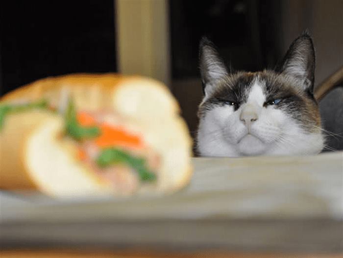 15 целеустремленных котов, которые готовы на всё во имя вкусностей