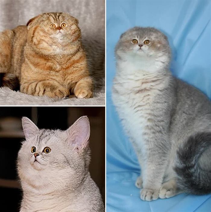 16 милых котиков, которые очаруют даже самого последнего сухаря