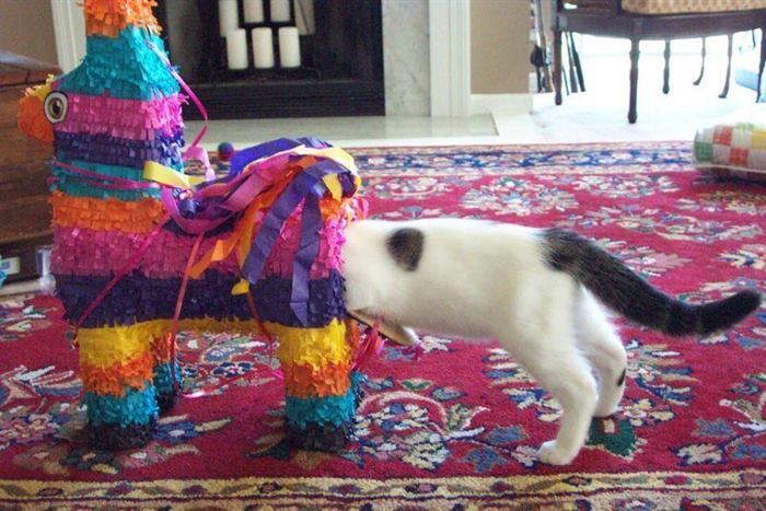 15 примеров того, как выглядит настоящее кошачье любопытство