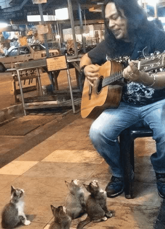 Мужчина поет котятам серенады, приводя их в восторг