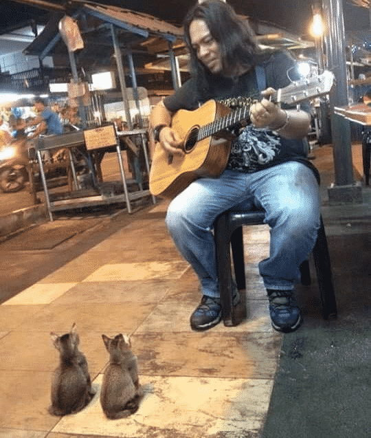 Мужчина поет котятам серенады, приводя их в восторг