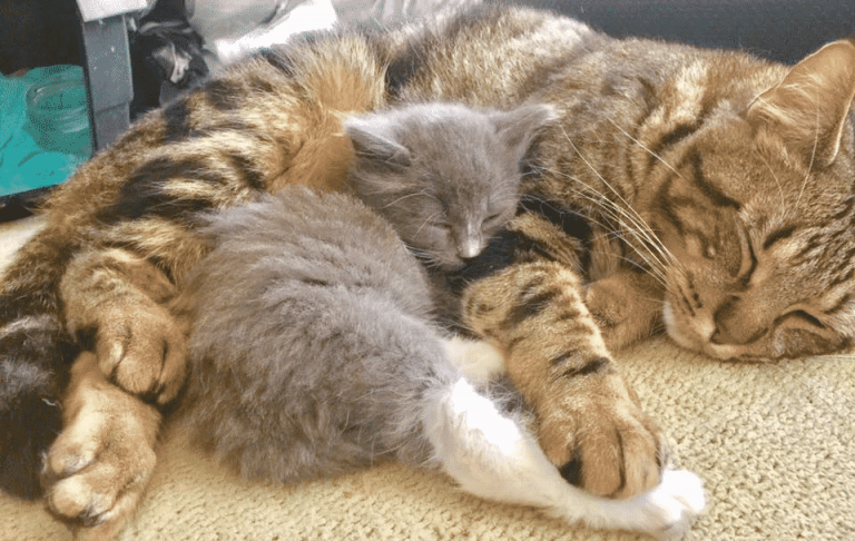 Домашний кот приучает котёнка-сироту обниматься целыми днями напролёт