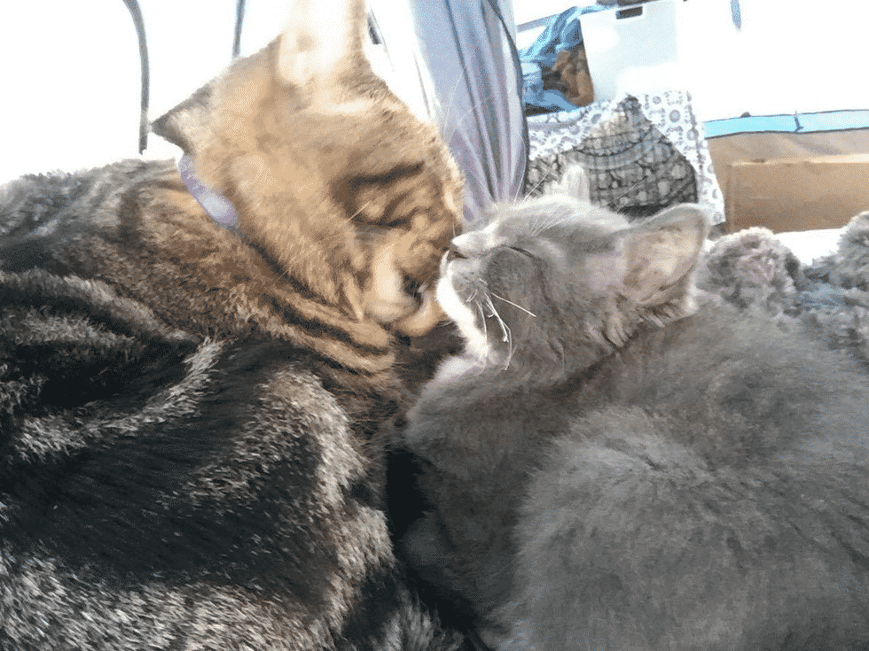 Домашний кот приучает котёнка-сироту обниматься целыми днями напролёт