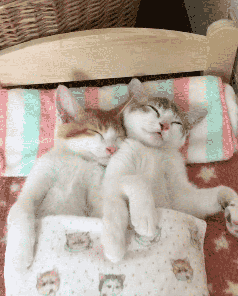 Два котёнка вырастают из своей любимой кровати, но не перестают в ней спать