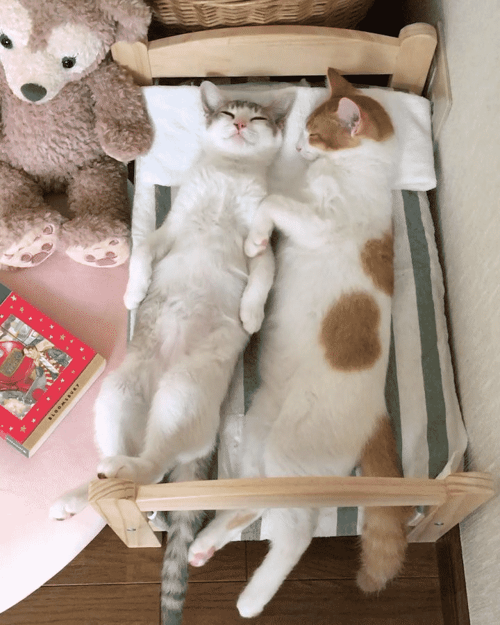 Два котёнка вырастают из своей любимой кровати, но не перестают в ней спать