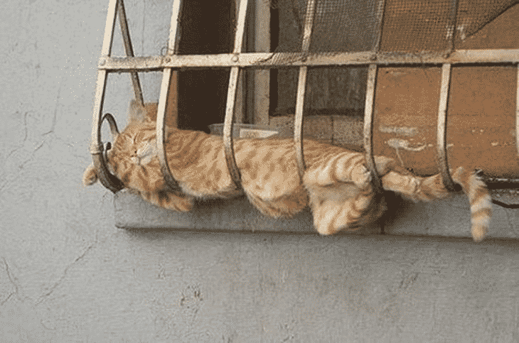Коты, которые заснули в «интересных» местах