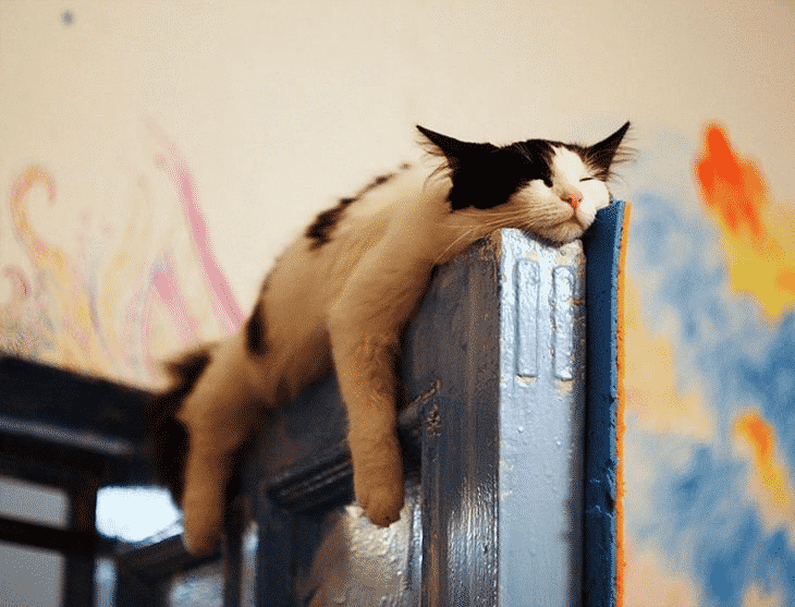 Коты, которые заснули в «интересных» местах