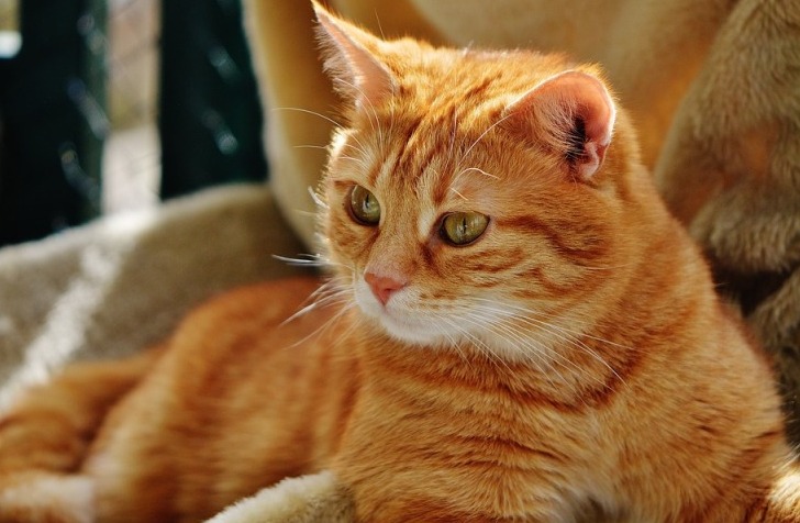 Эксперты отметили полезные приложения для кошек и их хозяев