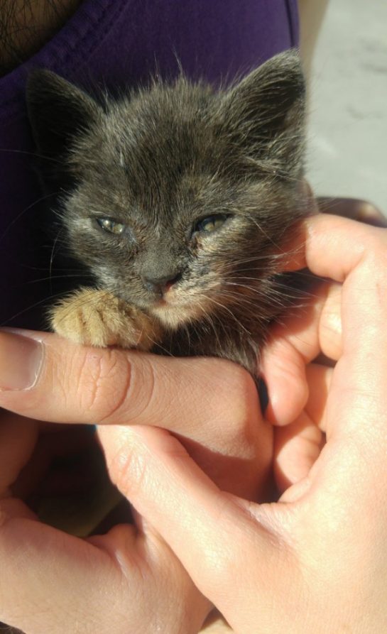 Девушка отдыхала в Греции, когда её сердце украл маленький котёнок