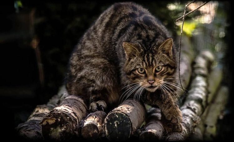 Сотрудникам Wildcat Haven удалось сфотографировать огромного дикого кота в Шотландии