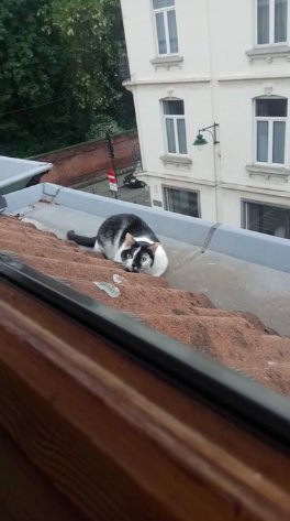 Хозяин хотел отучить кошку гулять по крыше, поэтому придумал план