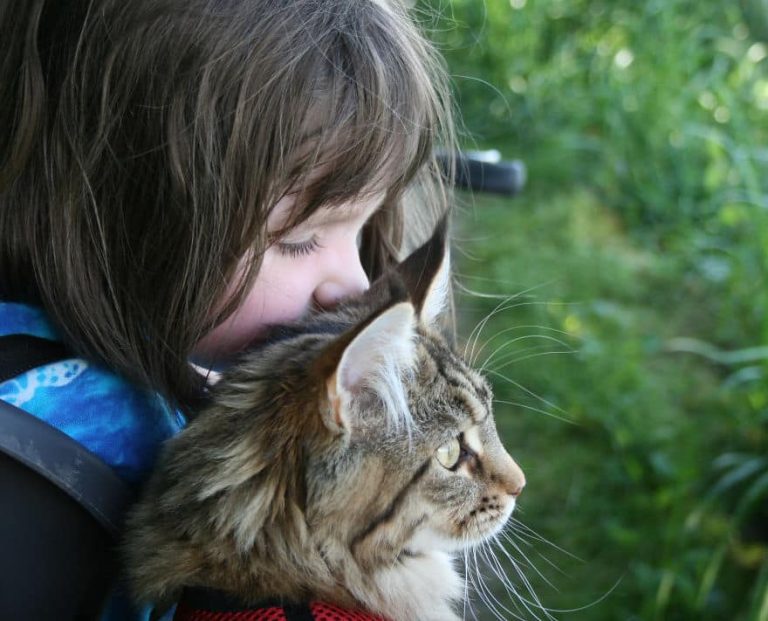 Кошка породы мейн-кун стала доктором для девочки, страдающей аутизмом