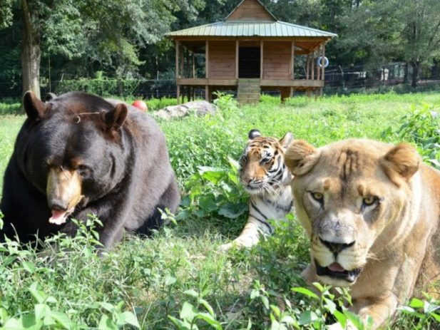 Пример удивительной дружбы между львицей, тигром и медведем