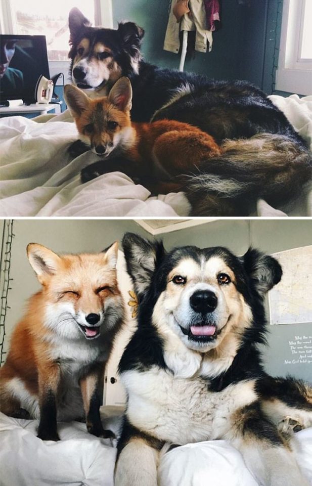 Трогательные фото выросших вместе животных-друзей