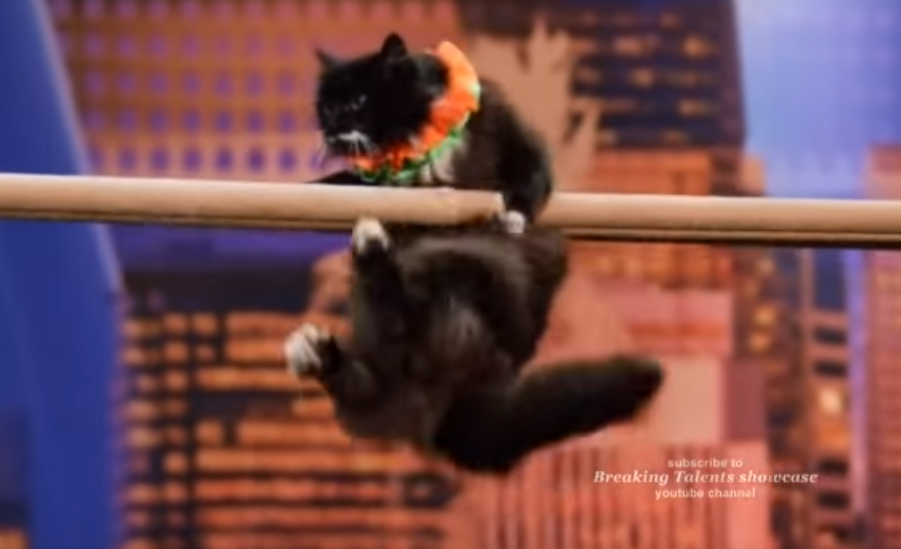 Дрессировщицы кошек с триумфом выступили в американском конкурсе талантов