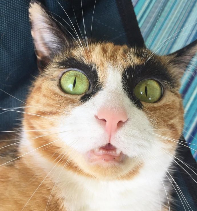 Знакомьтесь: бровастая кошка по кличке Лилли