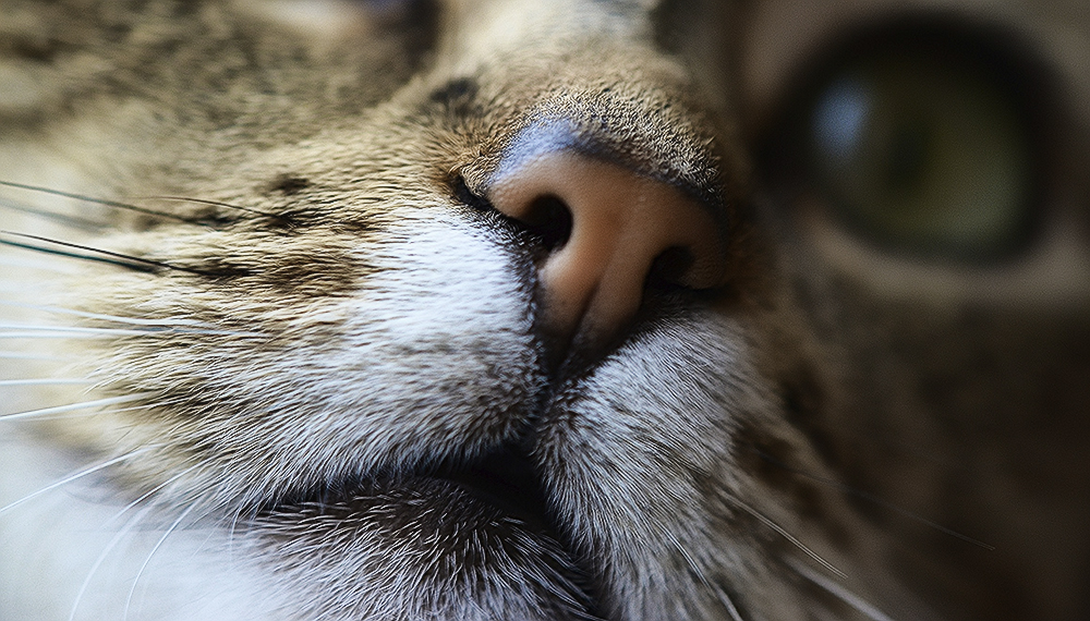 Какой у кошки должен быть нос