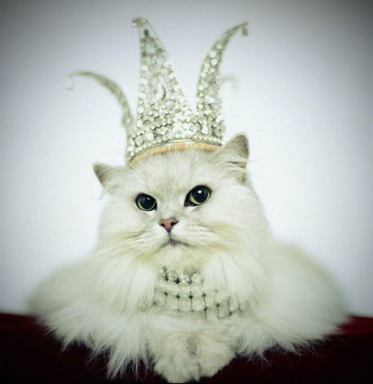 Они познали роскошь: 10 котов-аристократов