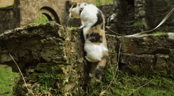 Слепая кошка Стиви покорила гору в Ирландии
