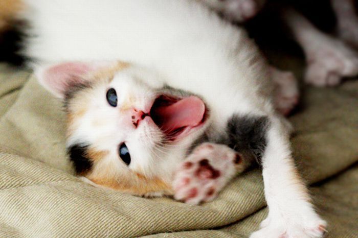 Подборка зевающих котят