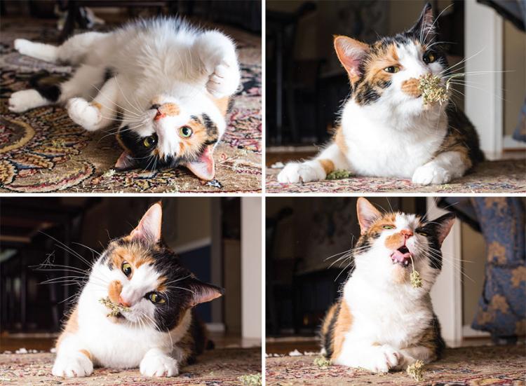 Забавные котики, которые впервые познакомились с кошачьей мятой
