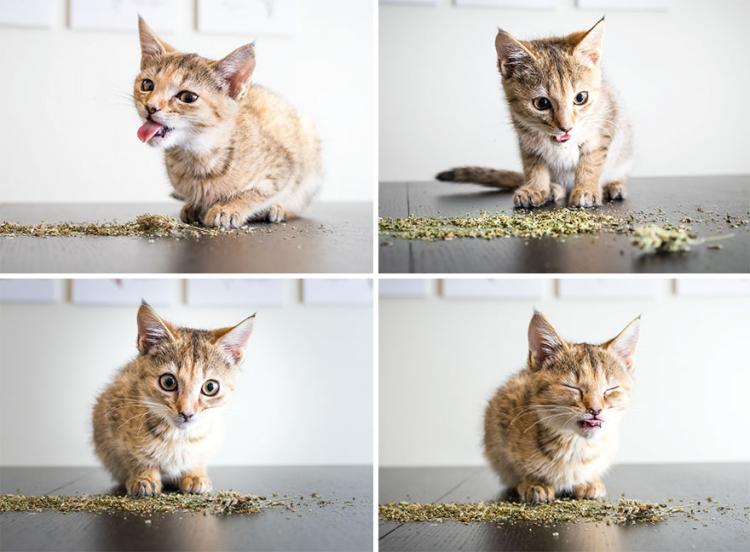 Забавные котики, которые впервые познакомились с кошачьей мятой