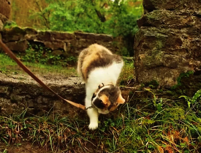 Слепая кошка Стиви покорила гору в Ирландии
