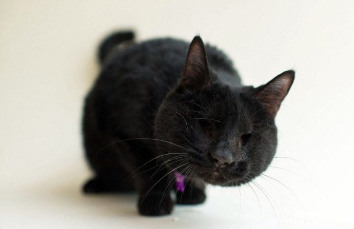 Фотограф публикует снимки слепых кошек в надежде, что они найдут новых хозяев