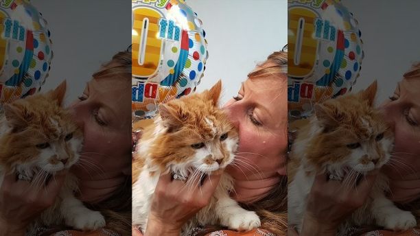 Кошке стукнуло 30 лет: секрет долголетия кошки в огромной любви хозяйки