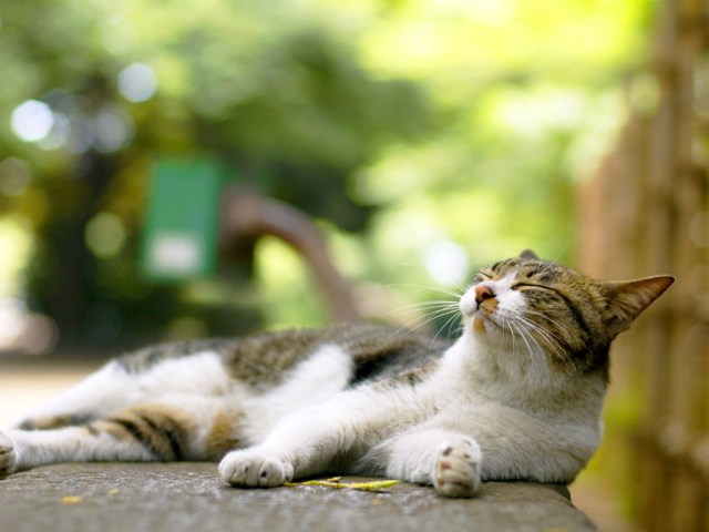 По-летнему счастливые ленивые коты