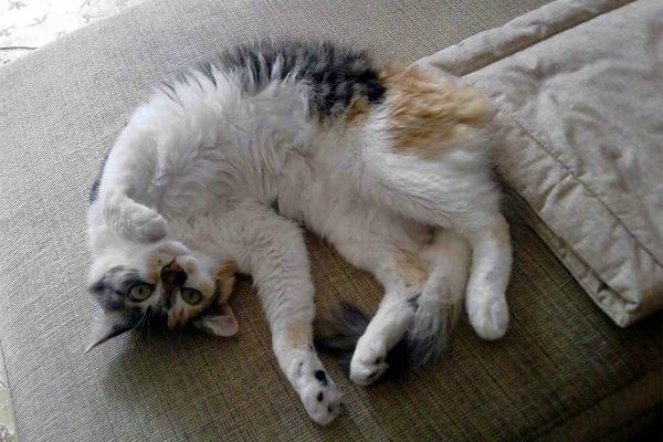 Бразильская короткошерстная кошка: ласковая красавица с крепким здоровьем