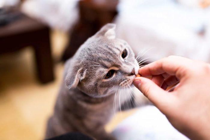 Как приручить кошку к рукам