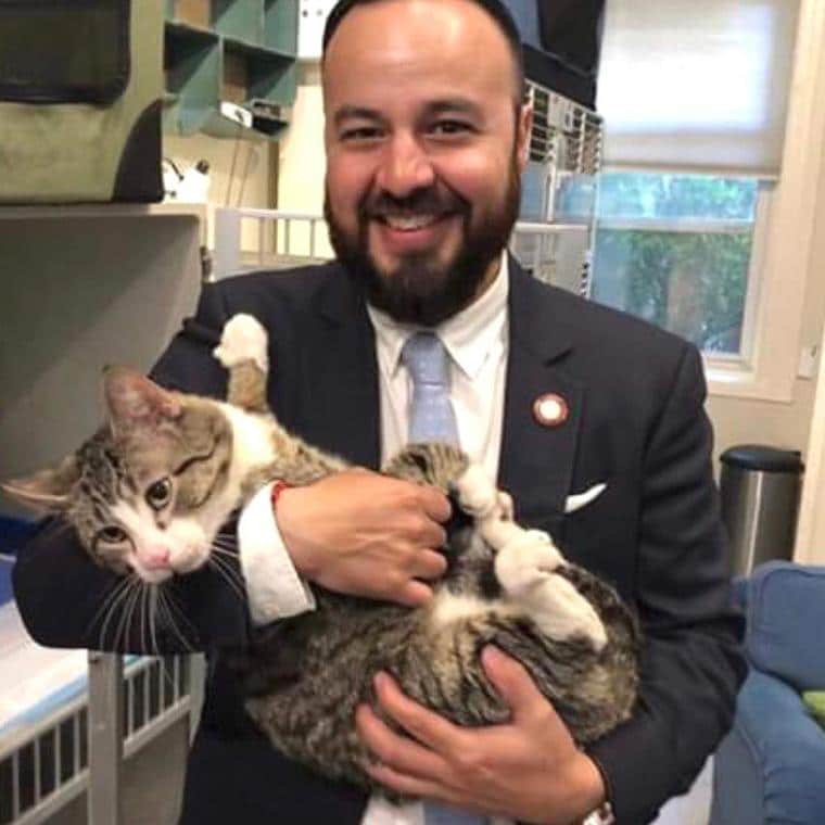 Нью-йоркский политик помог растерянному полосатому коту