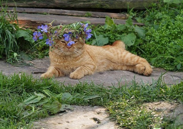 По-летнему счастливые ленивые коты