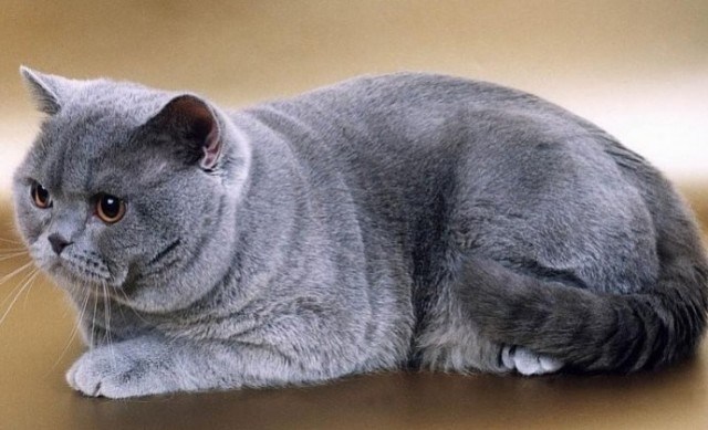 Поосторожнее с этими котиками: ТОП-10 сердитых пород