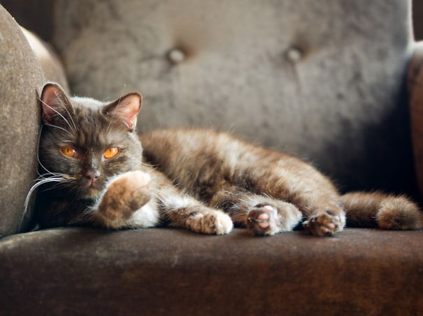 20 избалованных котов, которые живут лучше нас с вами