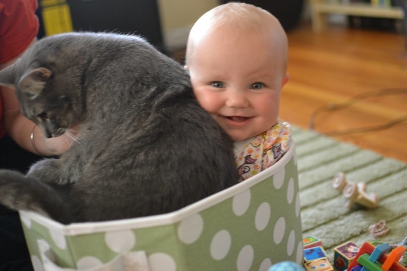 20 причин, почему каждому ребёнку нужен кот