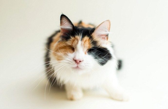 Фотограф публикует снимки слепых кошек в надежде, что они найдут новых хозяев