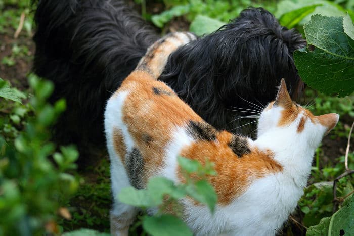 25 очаровательных котов и собак, каким-то чудом уживающихся вместе