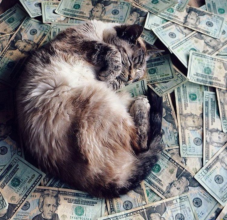Они познали роскошь: 10 котов-аристократов