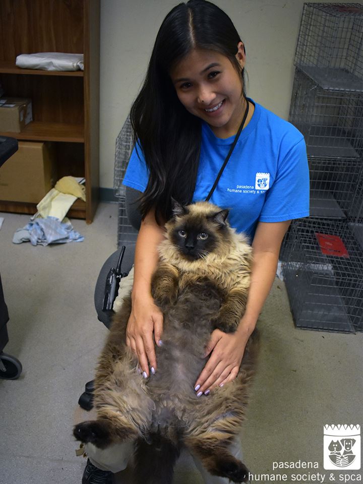 Зоозащитники Калифорнии нашли на улице очень толстого кота
