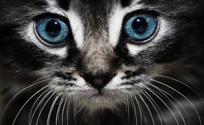 Как видят кошки? Смотрим на мир их глазами