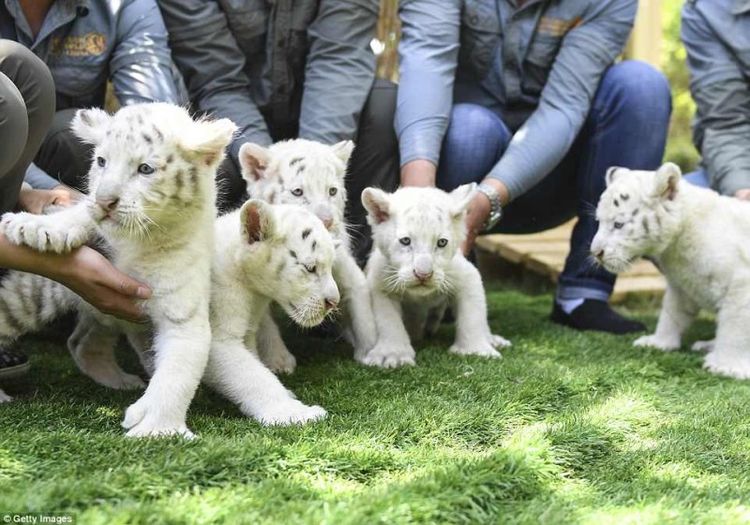 В китайском зоопарке впервые показали белых тигрят