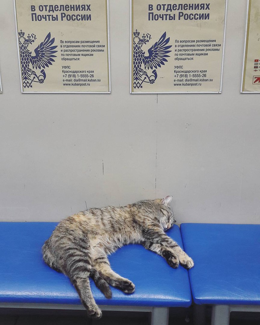 В отделении «Почты России» завелся почто-кот