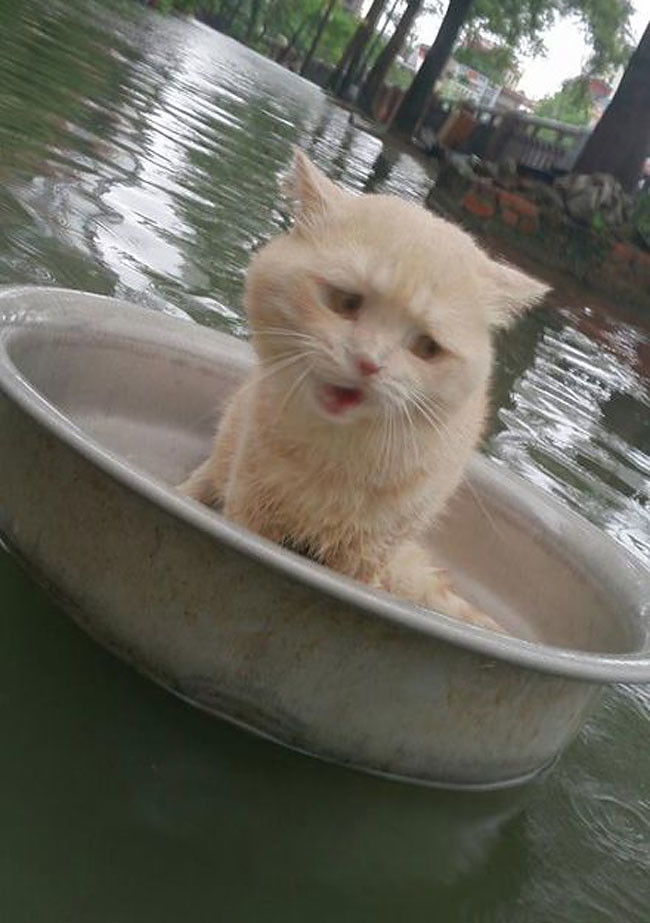 Во время наводнения этот кот придумал очень оригинальный способ не утонуть! Умничка